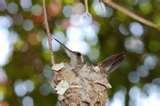 When To Put Humming Bird Feeders Out When To Put Humming Bird Feeders Out