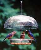 pictures of Bird Feeder Seattle pictures of Bird Feeder Seattle