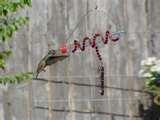 photos of When To Put Humming Bird Feeders Out