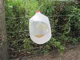 images of Bird Feeders Milk Jugs