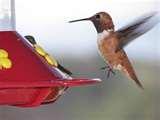 When To Put Humming Bird Feeders Out When To Put Humming Bird Feeders Out