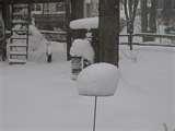 Bird Feeder Shield photos Bird Feeder Shield photos