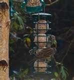 Bird Feeders My Garden pictures