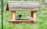 Rhs Bird Feeders pictures