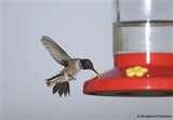 Bird Feeder Hummingbird Down photos Bird Feeder Hummingbird Down photos