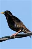 images of Bird Feeders Starlings images of Bird Feeders Starlings