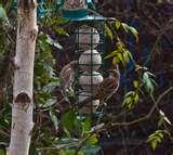 Bird Feeders My Garden photos