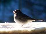 Bird Feeder Virginia images Bird Feeder Virginia images