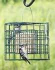 Bird Feeders Dc pictures Bird Feeders Dc pictures