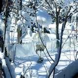 Bird Feeder Yard photos Bird Feeder Yard photos