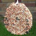 pictures of Bird Feeder Yard pictures of Bird Feeder Yard