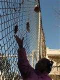 pictures of Bird Feeders Out Pine Cones pictures of Bird Feeders Out Pine Cones