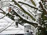 Bird Feeders My Garden images Bird Feeders My Garden images