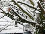 Bird Feeders My Garden images