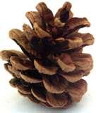 Bird Feeders Out Pine Cones pictures Bird Feeders Out Pine Cones pictures