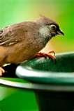 Bird Feeder Hummingbird Down Bird Feeder Hummingbird Down