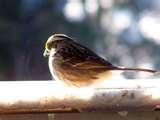 Bird Feeder Virginia images Bird Feeder Virginia images