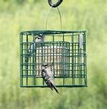 Bird Feeders Starlings photos Bird Feeders Starlings photos