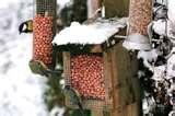 Rhs Bird Feeders photos