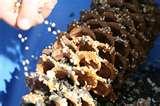 images of Bird Feeders Out Pine Cones images of Bird Feeders Out Pine Cones