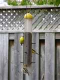 pictures of Bird Feeder Yard