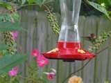 images of Bird Feeder Virginia images of Bird Feeder Virginia