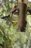 images of Bird Feeder Shade