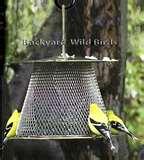 images of Bird Feeders Cameras