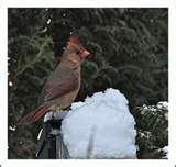 Bird Feeders For Apartments pictures Bird Feeders For Apartments pictures
