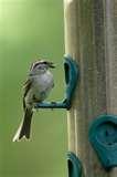 pictures of Bird Feeders And Poles pictures of Bird Feeders And Poles
