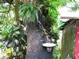 pictures of Bird Feeders Las Vegas pictures of Bird Feeders Las Vegas