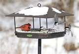 photos of Bird Feeders Cameras