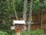Bird Feeder Saucers photos Bird Feeder Saucers photos
