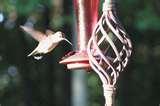 pictures of How Humming Bird Feeder Works