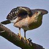 pictures of Bird Feeders Dimensions pictures of Bird Feeders Dimensions