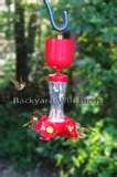 photos of Bird Feeder Hummingbird Nectar photos of Bird Feeder Hummingbird Nectar