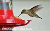 Bird Feeder Hummingbird Nectar images