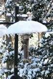 Bird Feeder Guards pictures Bird Feeder Guards pictures