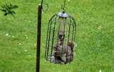 Bird Feeder Guards pictures