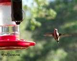 How Humming Bird Feeder Works