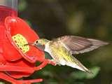 Bird Feeder Hummingbird Nectar