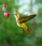 Bird Feeder Hummingbird Nectar images Bird Feeder Hummingbird Nectar images