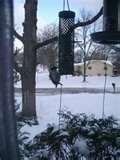 photos of Squirrel Proof Bird Feeders Spinning