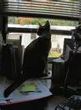 pictures of Bird Feeders Cats pictures of Bird Feeders Cats