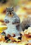 Squirrel Proof Bird Feeders Spinning pictures Squirrel Proof Bird Feeders Spinning pictures
