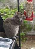 Fire Escape Bird Feeder pictures Fire Escape Bird Feeder pictures