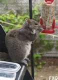 Fire Escape Bird Feeder pictures