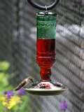 Parasol Bird Feeders Wholesale pictures Parasol Bird Feeders Wholesale pictures