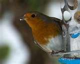 pictures of Bird Feeder Films pictures of Bird Feeder Films