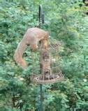 images of Squirrel Proof Bird Feeders Spinning